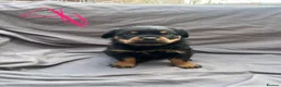 Rottweiler dogs for sale: Rottweiler pups - Advert 16