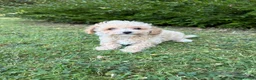 Poochon dogs for sale: Gorgeous F1 Poochon puppies - Advert 6
