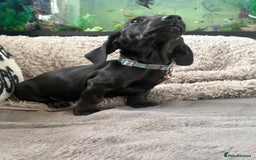 Dachshund dogs for sale: Dachshund puppy male - Advert 2