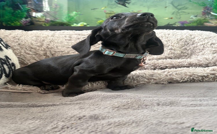 Dachshund dogs Dachshund puppy male - Advert 1