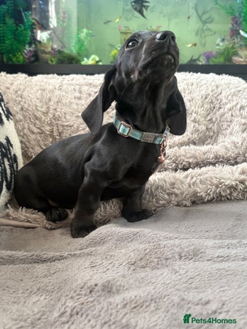 Dachshund dogs Dachshund puppy male - Advert 1