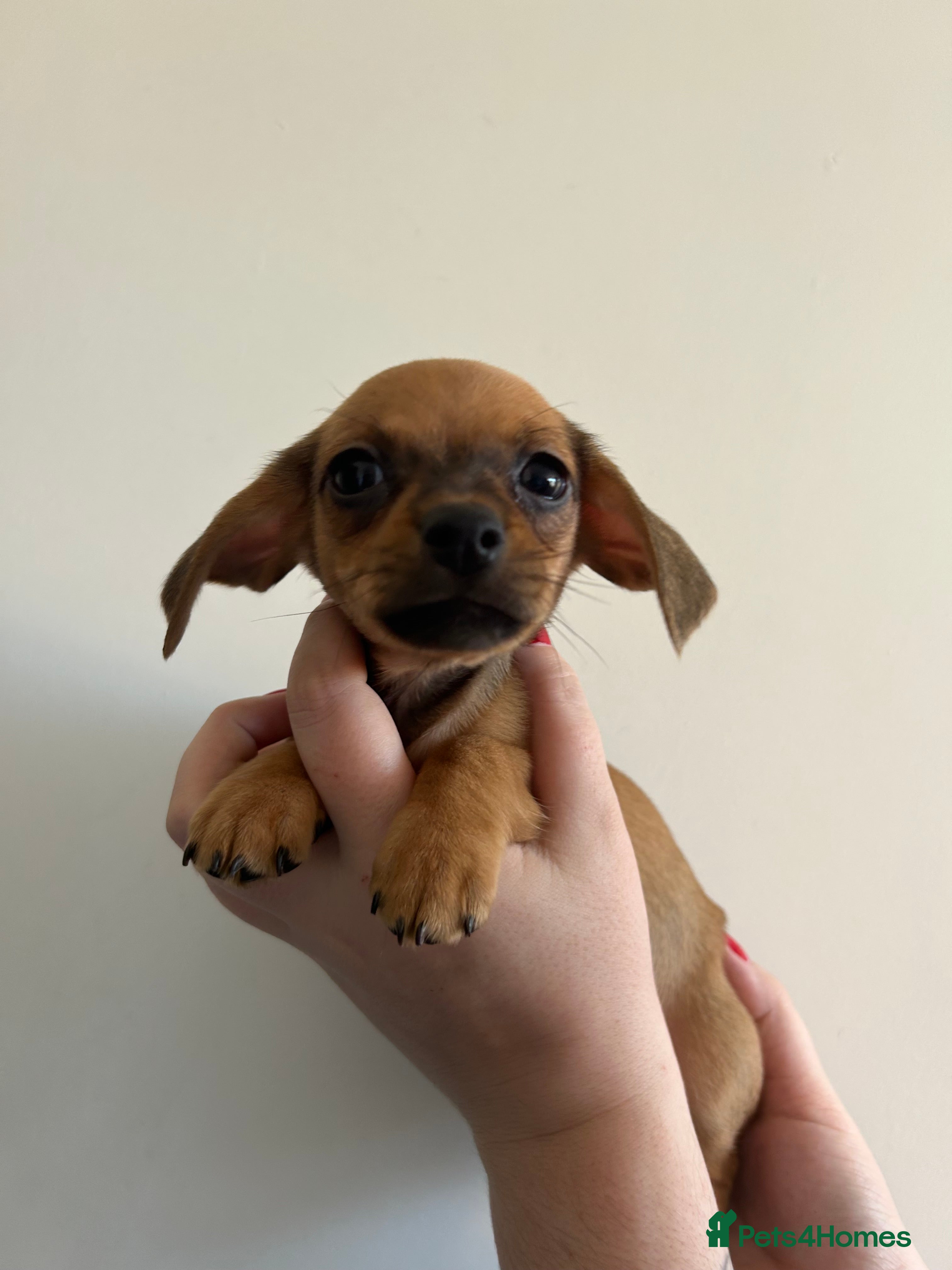 Chiweenie dogs Chiweenie puppies Last 2 boys  - Advert 3