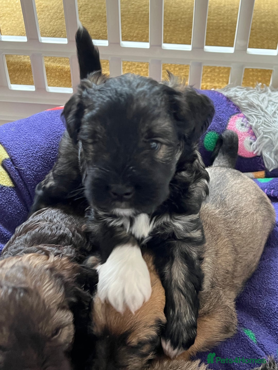 Mixed Breed dogs for sale: Schnackadoodles (Mini Schnauzer X Jackadoodle) - Image 13
