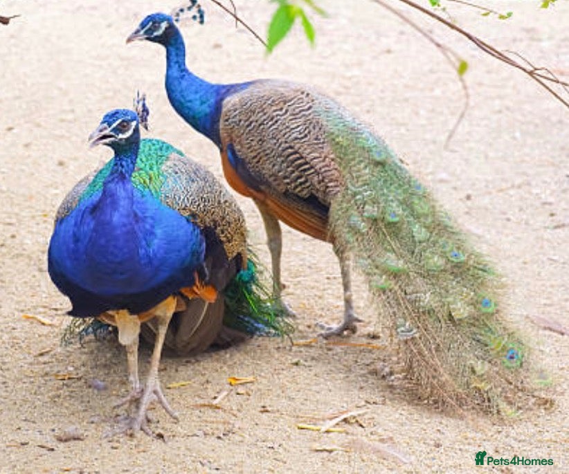 Peafowl poultry for sale: Two male peacocks available - Advert 7