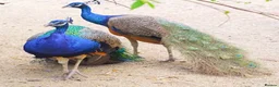 Peafowl poultry for sale: Two male peacocks available - Advert 1