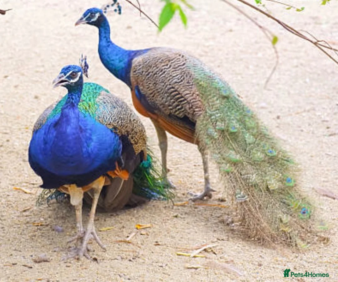 Peafowl poultry for sale: Two male peacocks available - Advert 1