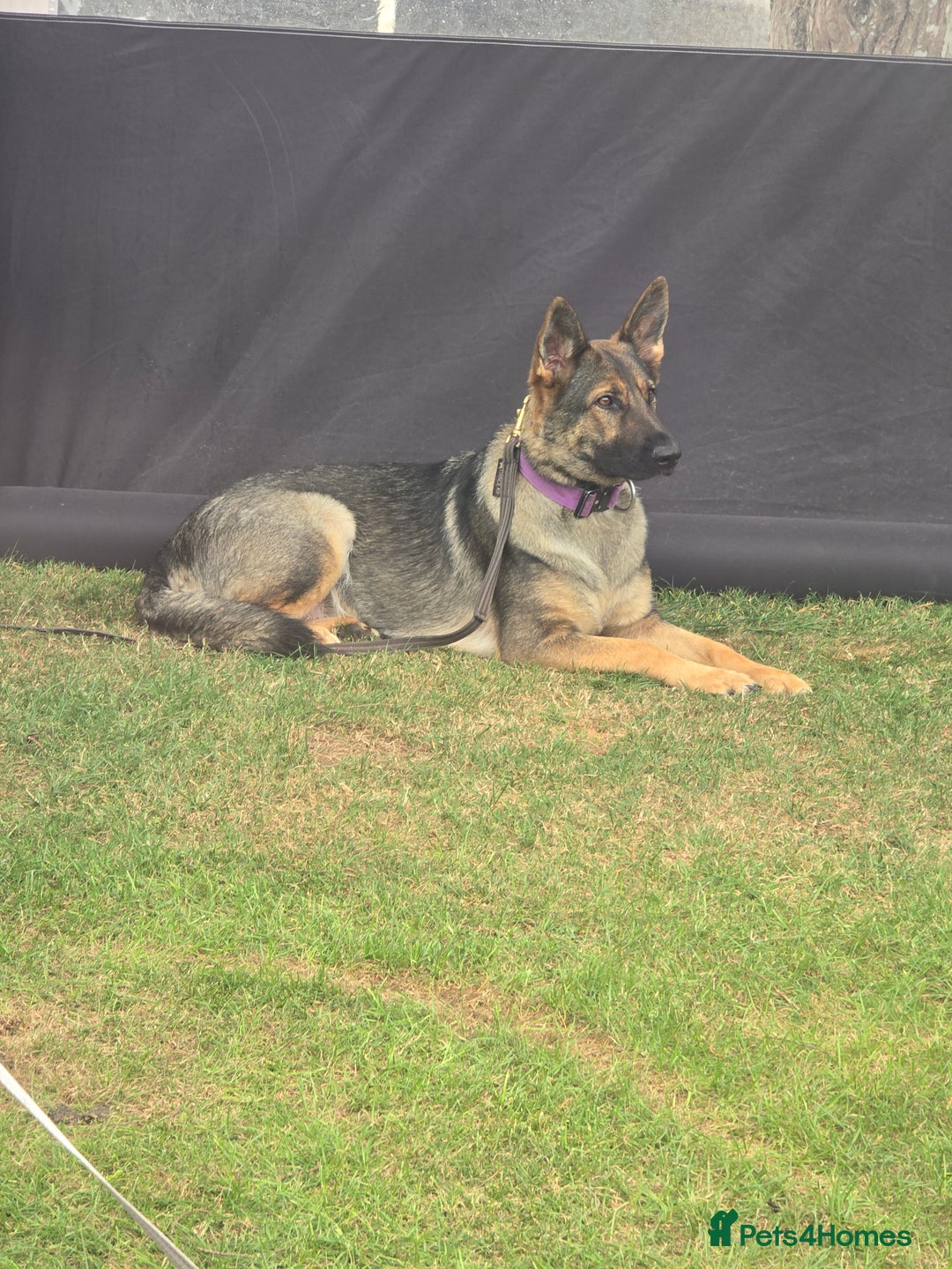 German Shepherd dogs for sale: Guard dog  - Advert 6