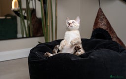 Bengal cats for sale: Frankie-Stunning Snow Bengal-TICA-Available now! - Image 9