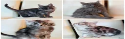 Maine Coon cats for sale: Top Quality TICA Maine Coons active possible - Advert 1