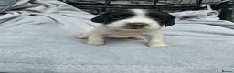 Sprocker dogs for sale: Sprocker Spaniel Puppies  - Advert 12
