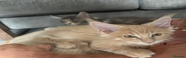 Maine Coon 3