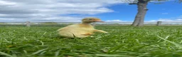 Ducks poultry for sale: Pure White Indian Runner Ducklings and Eggs - Advert 5