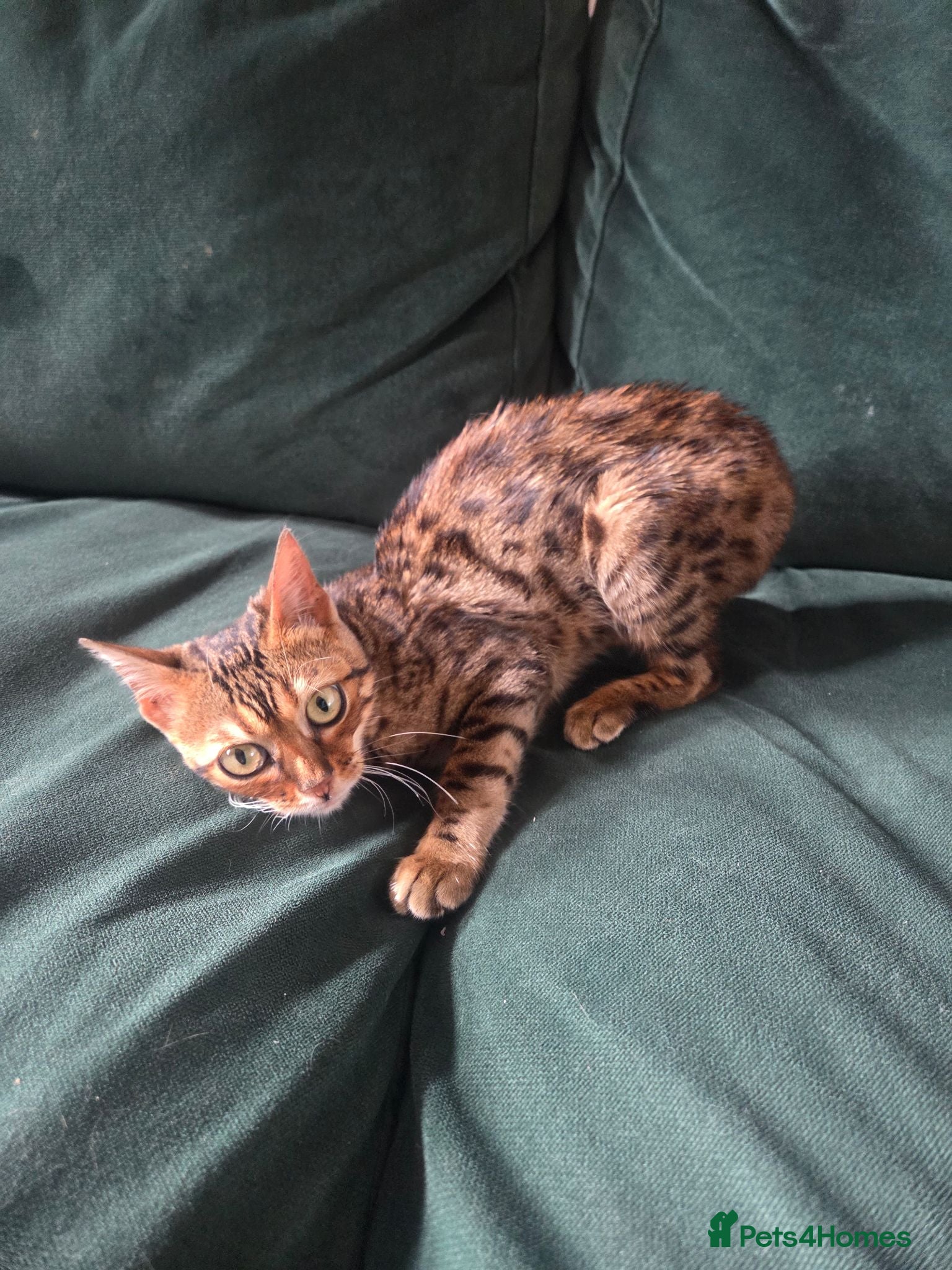 Bengal cats Female Bengal  - Advert 1