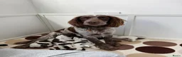Sprocker dogs for sale: Sprocker Spaniels in Stockport - Advert 1