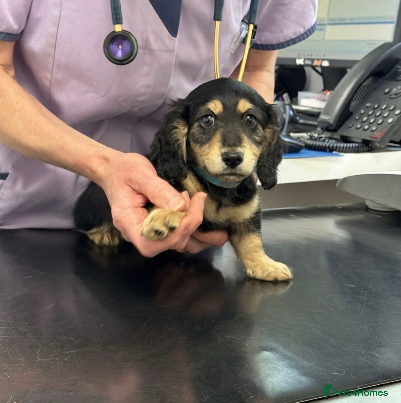 Miniature Dachshund dogs KC Long Hair Black And Cream Miniature Dachshund - Advert 6