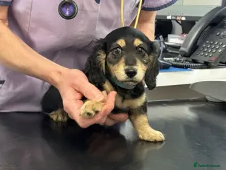 Miniature Dachshund dogs KC Long Hair Black And Cream Miniature Dachshund - Advert 6