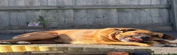 Mixed Breed dogs for sale: Bowser in Bilston - Advert 3