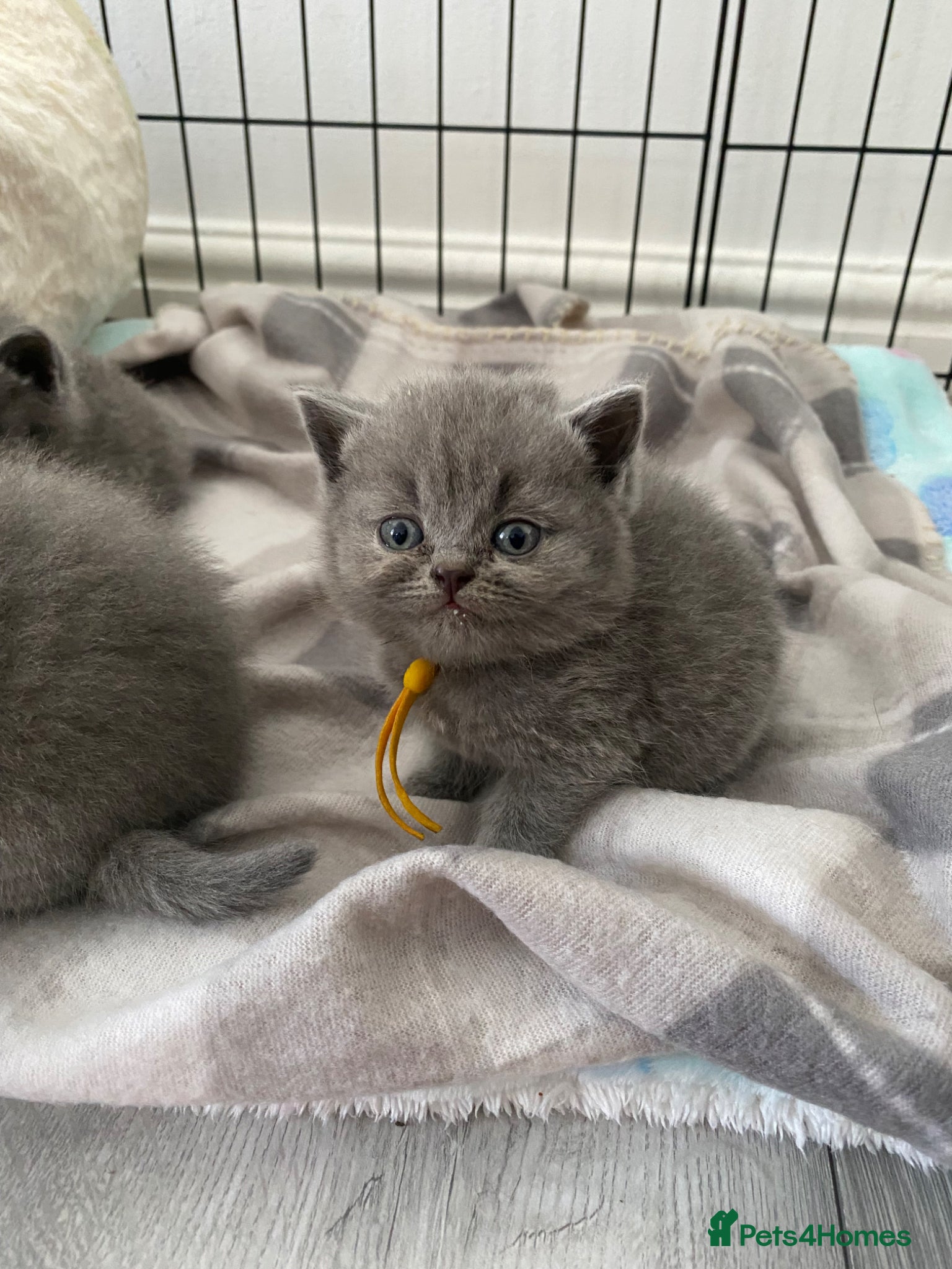British Shorthair cats Beautiful British shorthair kittens - Advert 16