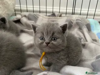 British Shorthair cats Beautiful British shorthair kittens - Advert 16