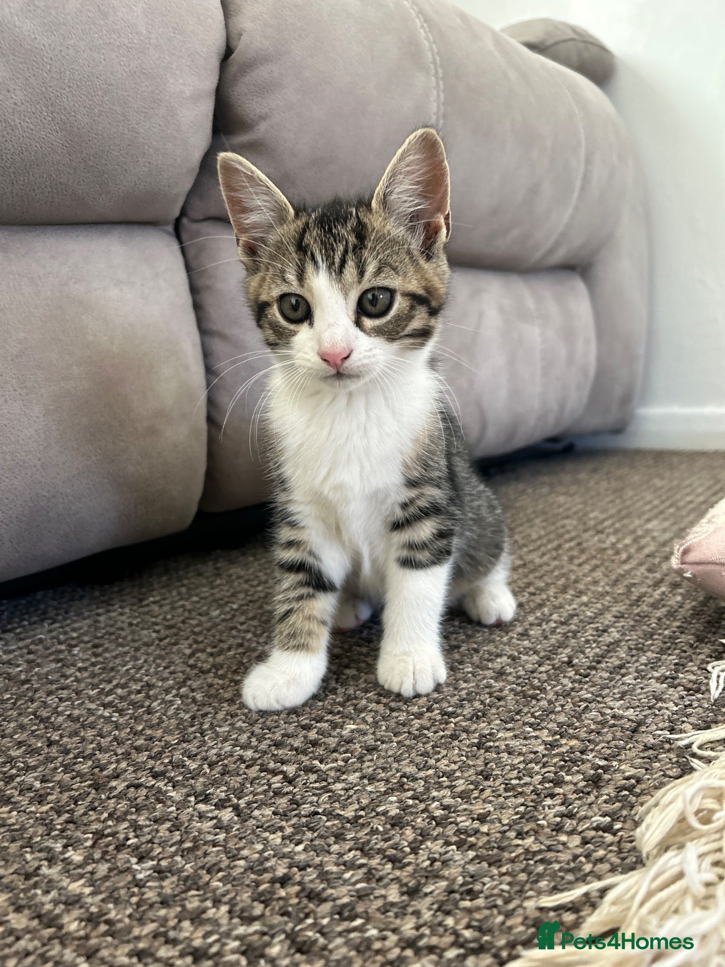 British Shorthair cats Cute British shorthair Kittens  - Advert 1