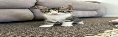 British Shorthair 1