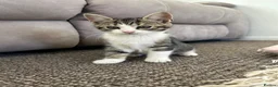 British Shorthair cats for sale: Cute British shorthair Kittens  - Advert 1