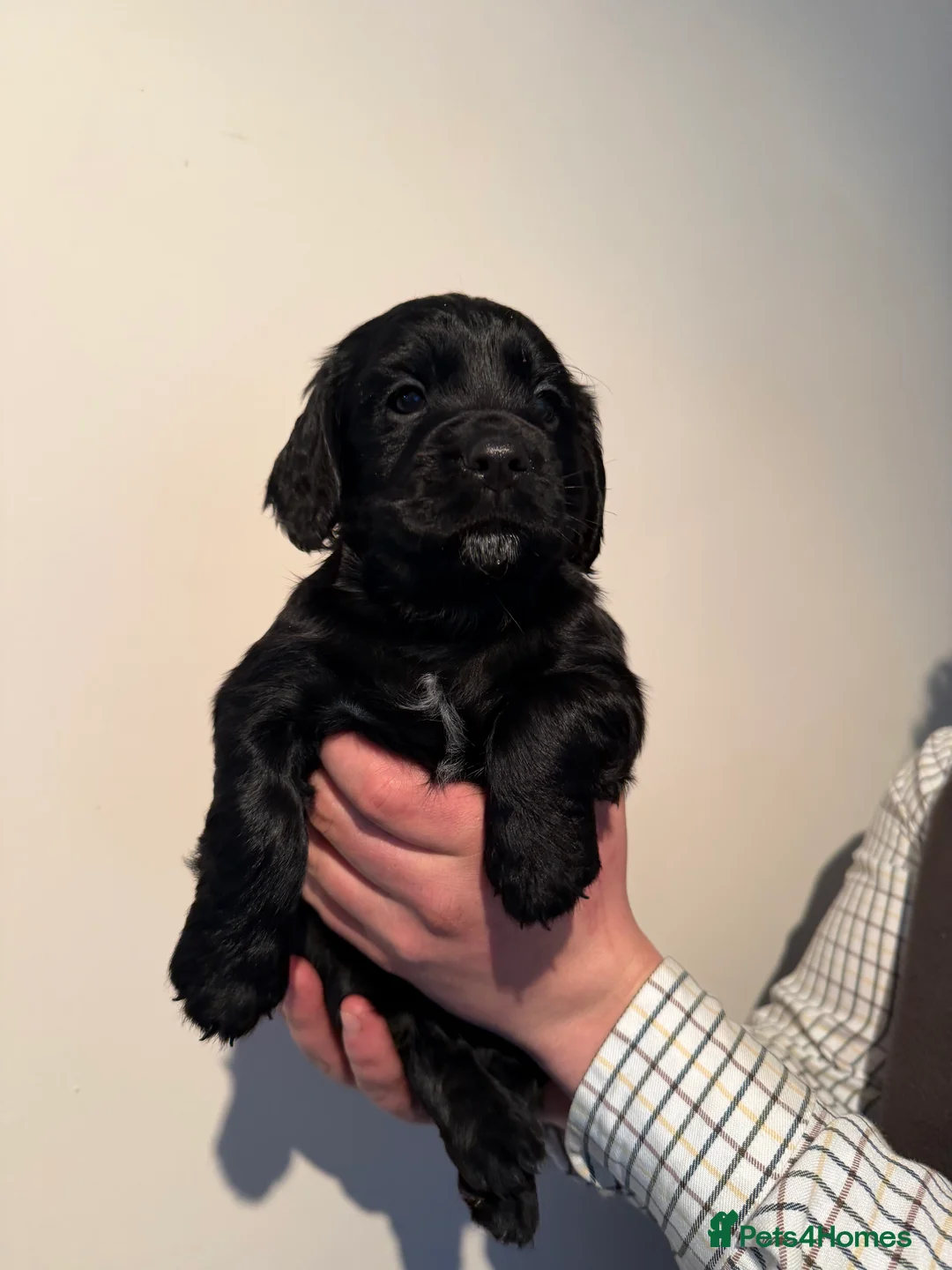 Cocker Spaniel dogs for sale: Working cocker spaniel pups  - Advert 6