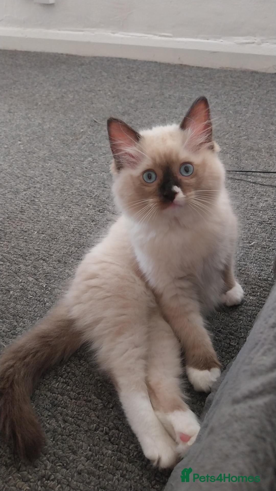 Ragdoll cats Adorable lovely ragdoll girl. - Advert 14