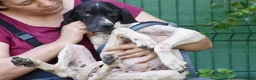 Pointer dogs for adoption: Dunia - Advert 8