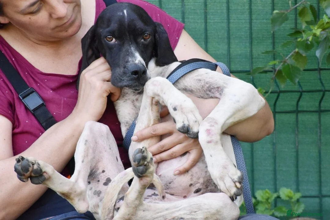 Pointer dogs for adoption: Dunia - Advert 8