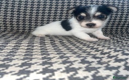 Jack Russell dogs for sale: Jack Russell girl puppy - Image 1