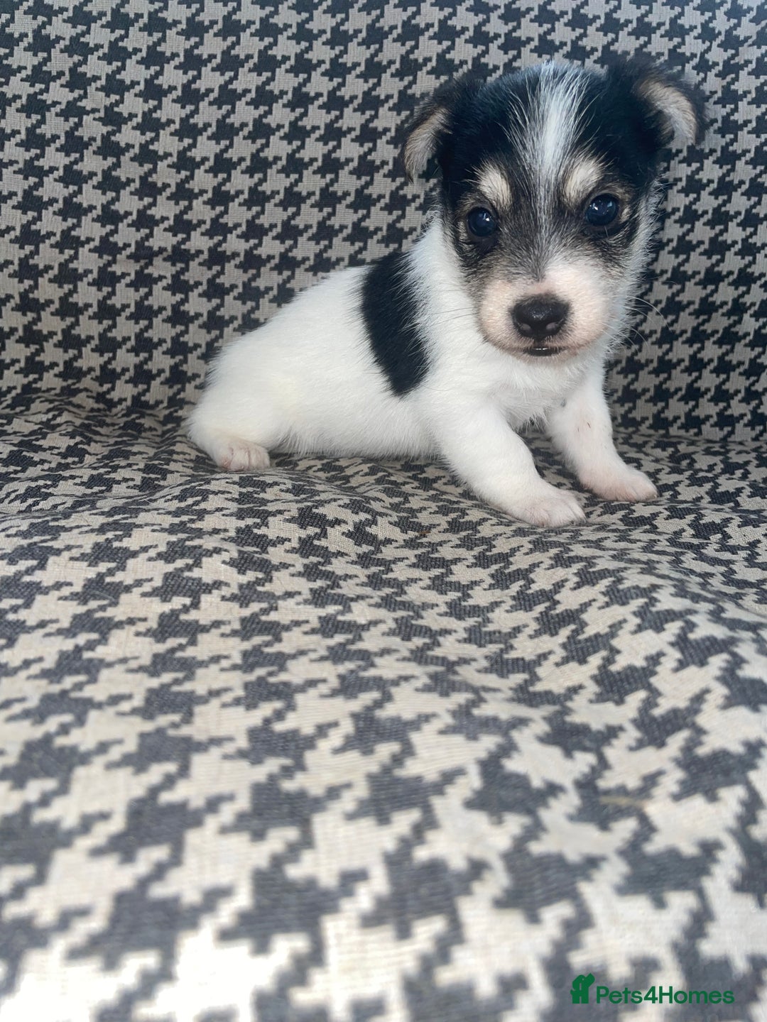 Jack Russell dogs for sale: Jack Russell girl puppy - Image 1