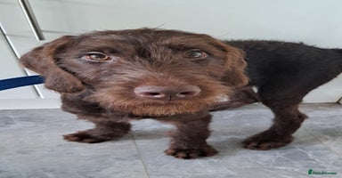 Mixed Breed dogs in Cumnock - Advert 8