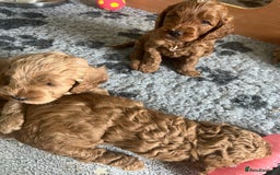 Cockapoo dogs for sale: Beautiful Red F1B Cockapoo puppies  - Image 8