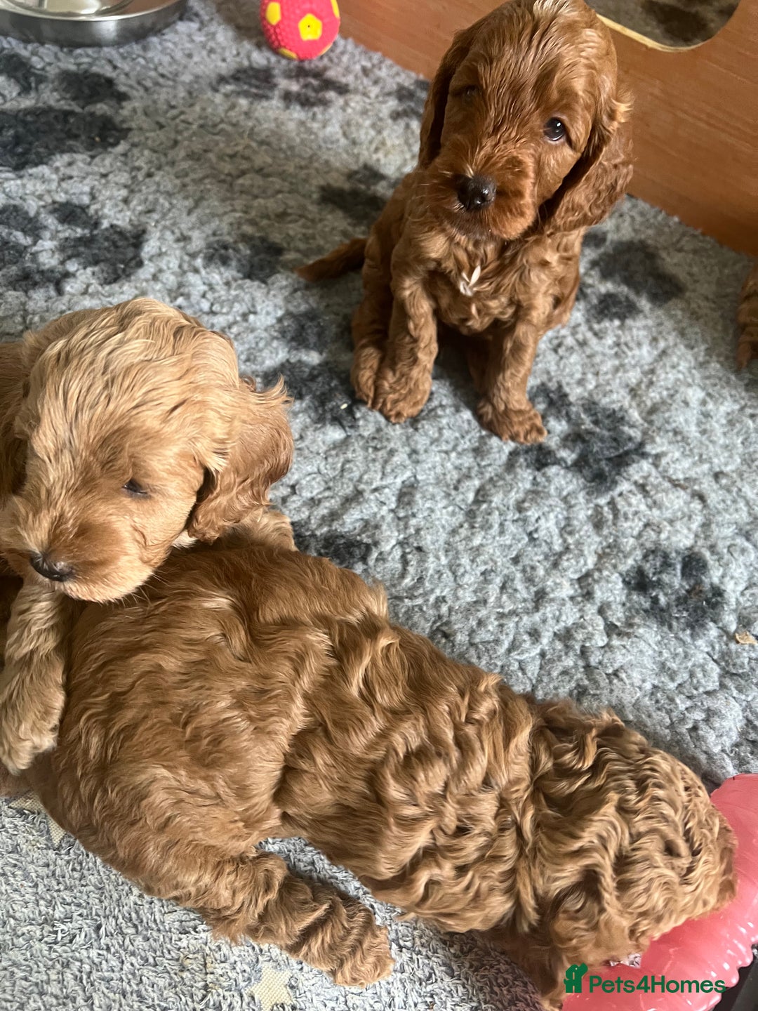 Cockapoo dogs for sale: Beautiful Red F1B Cockapoo puppies  - Image 8