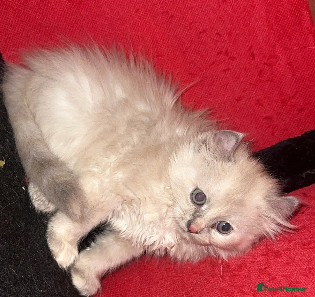 Mixed Breed cats for sale: Price lowered for handsome boy  - Advert 13