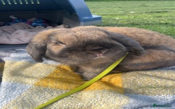 German Lop rabbits for sale: Home bunny - Image 6