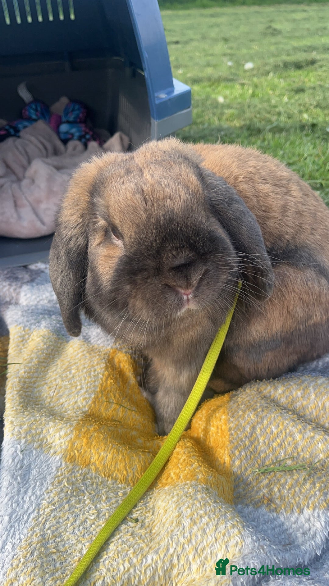 German Lop rabbits for sale: Home bunny - Image 6