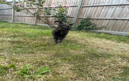 British Shorthair cats for sale: Tortoiseshell cats Lily & Rosie - Image 6