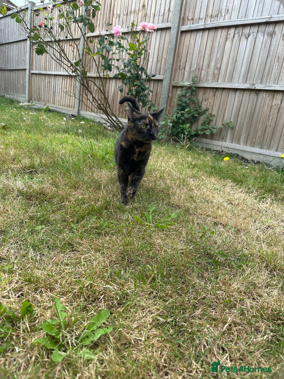 British Shorthair cats for sale: Tortoiseshell cats Lily & Rosie - Image 6