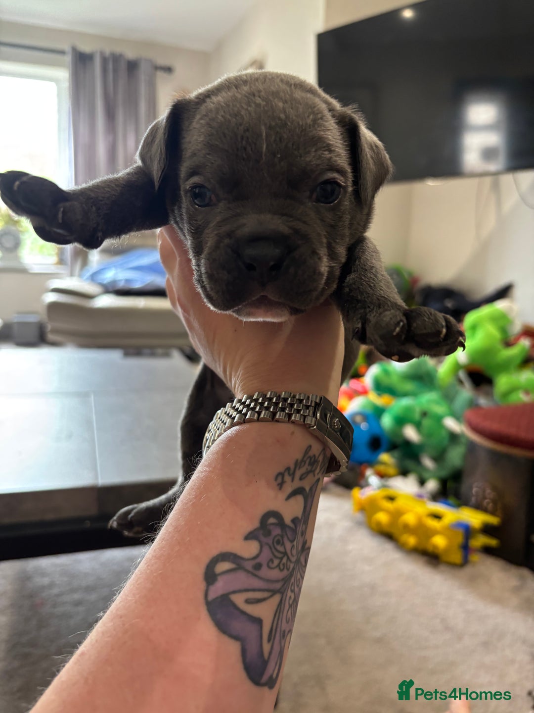 Mixed Breed dogs for sale: canó corso cross british bulldog puppy’s  - Image 20