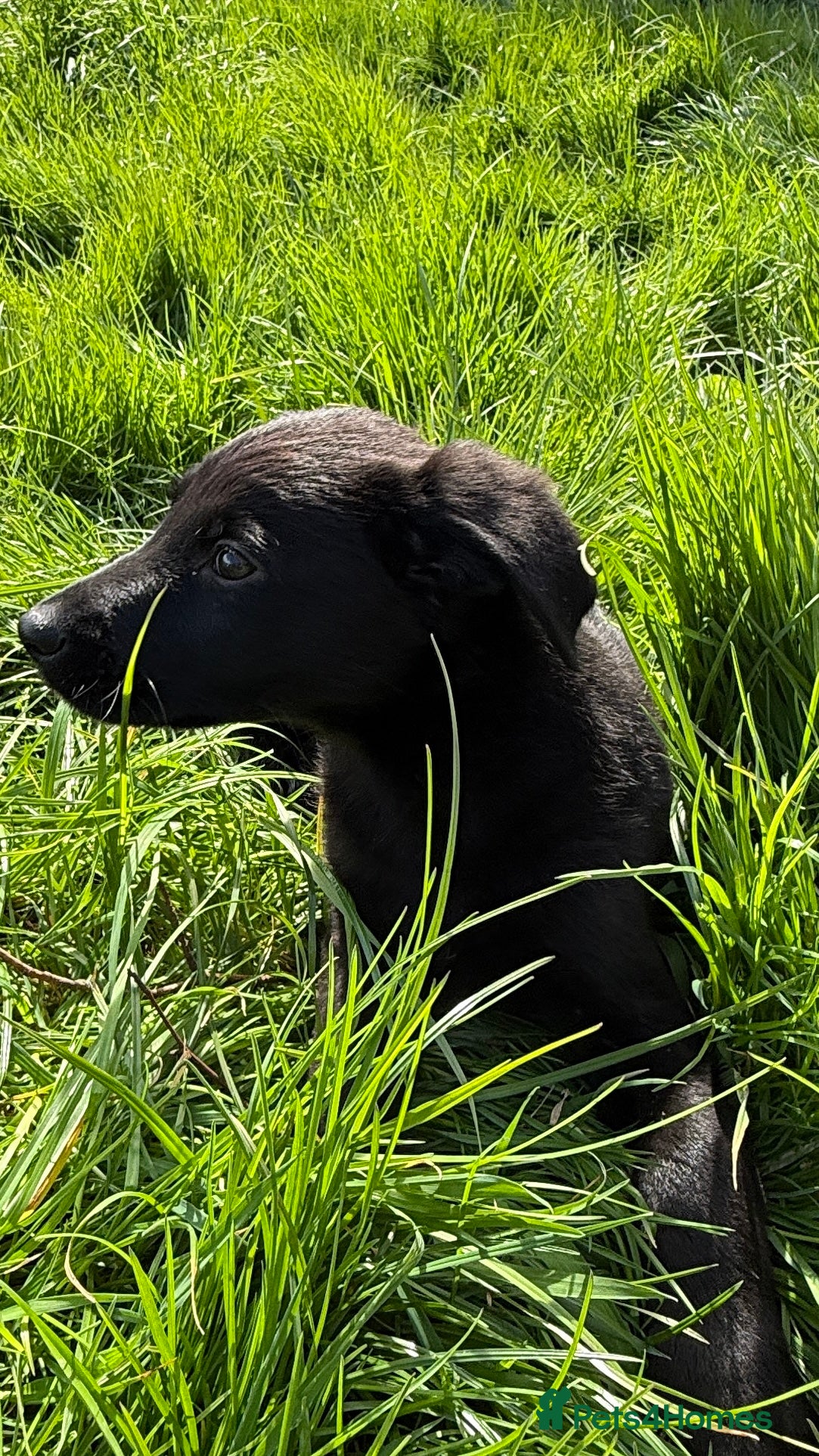 Sheprador dogs Stunning Shepador pups - Advert 1