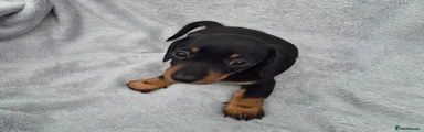 Miniature Dachshund 2 boy
