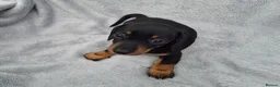 Miniature Dachshund dogs for sale: Stunning KC Reg, PRA Clear dachshund pupies - Advert 16
