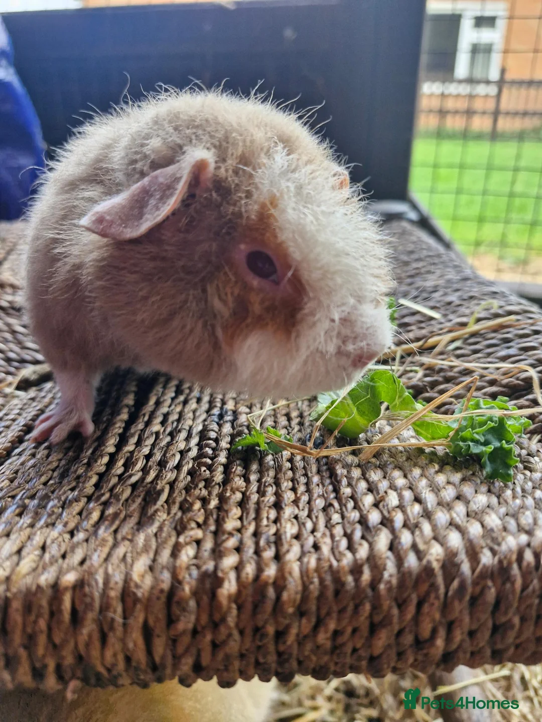 Guinea Pig rodents for sale: Pure bred Teddies both boys - Advert 8