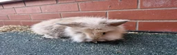 Lionhead rabbits for sale: Lionhead rabbit in Rochdale - Advert 6