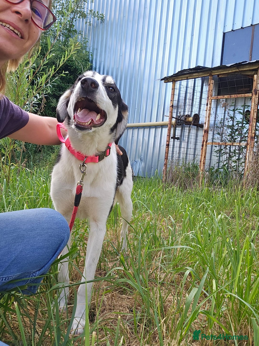 Mixed Breed dogs for adoption: OTIS - a Handsome and gentle boy for a Loving Home - Image 32