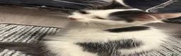 Mixed Breed cats for sale: 3 kittens  - Advert 10