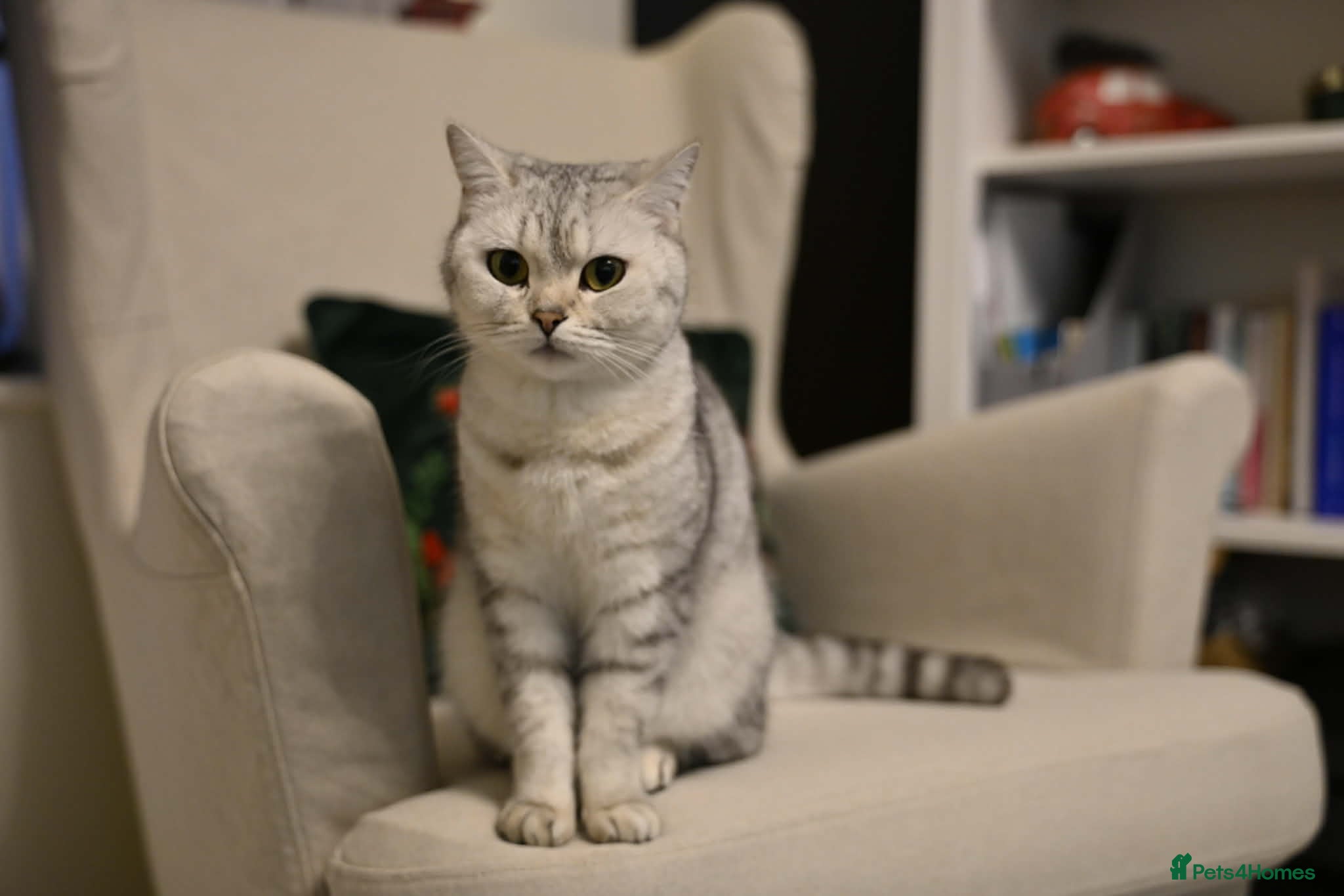 British Shorthair cats Beautiful BSH - Advert 1