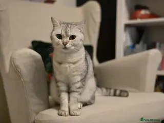 British Shorthair cats Beautiful BSH - Advert 1